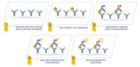 elisa kit standard|how does sandwich elisa work.